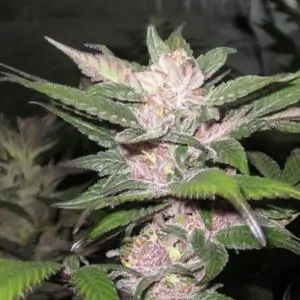 Purple Chem 6 u. fem.
