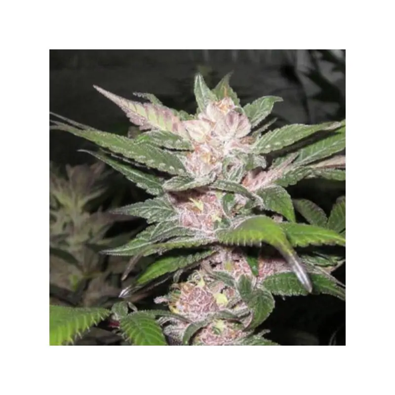 Purple Chem 6 u. fem.