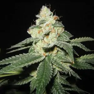 SFV OG Kush 6 u. fem.