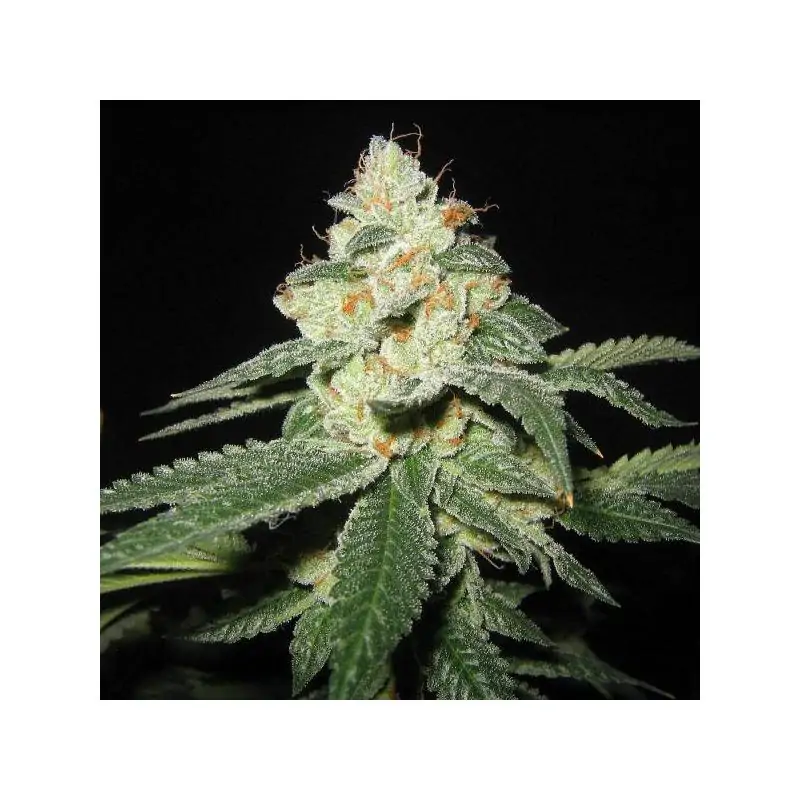 SFV OG Kush 6 u. fem.