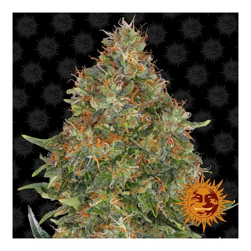 Pineapple Express Barneys Farm