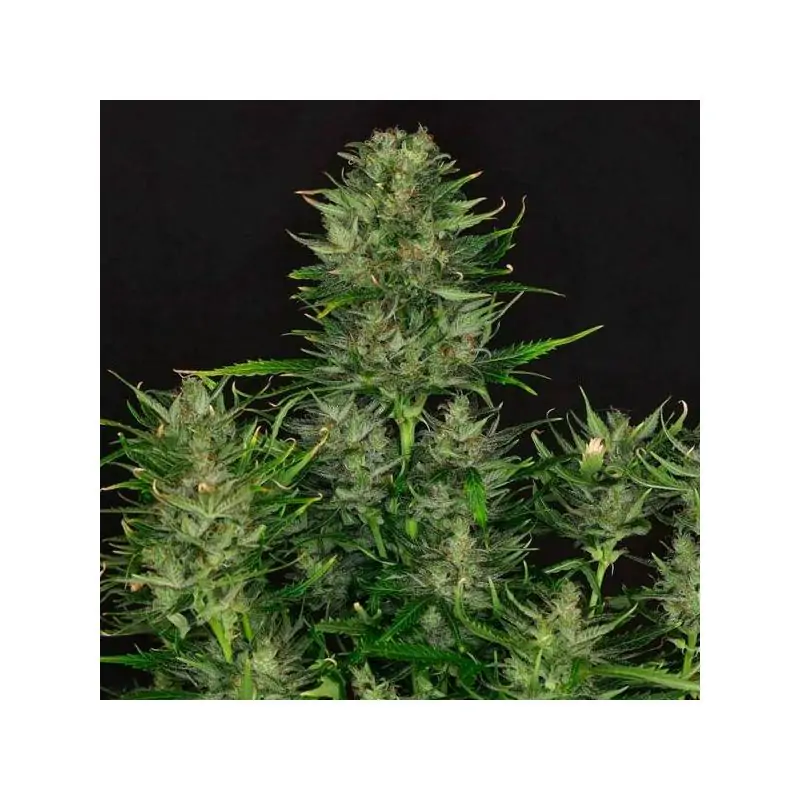 Auto Dosidos