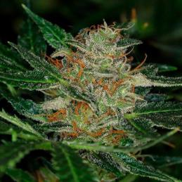 Auto Dream Sherbet