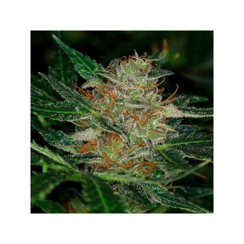 Auto Dream Sherbet Auto Dream Sherbet
