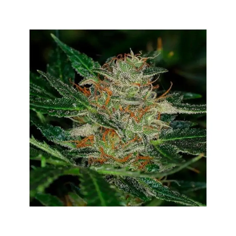 Auto Dream Sherbet