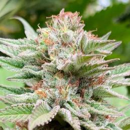 Auto Strawberry Haze
