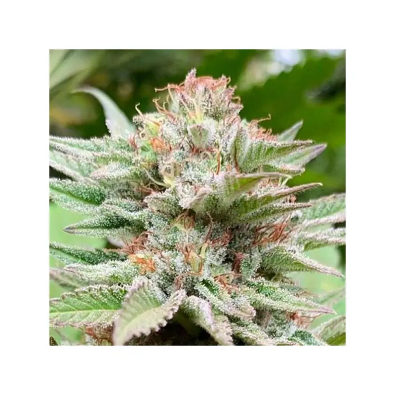 Auto Strawberry Haze