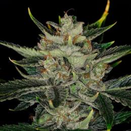 Auto Gorilla King