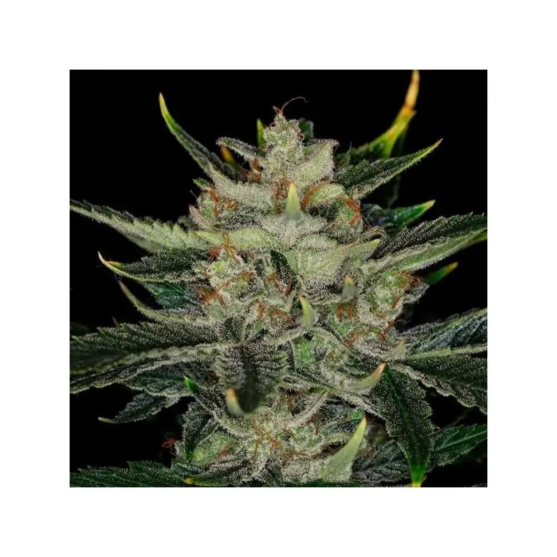 Auto Gorilla King