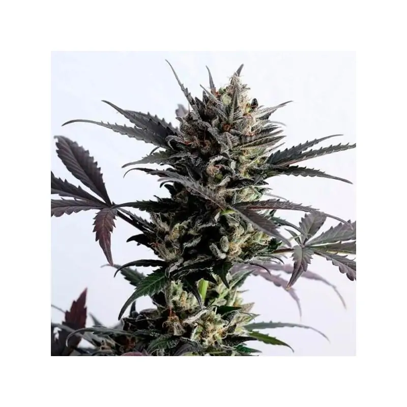 Auto Lemon Haze