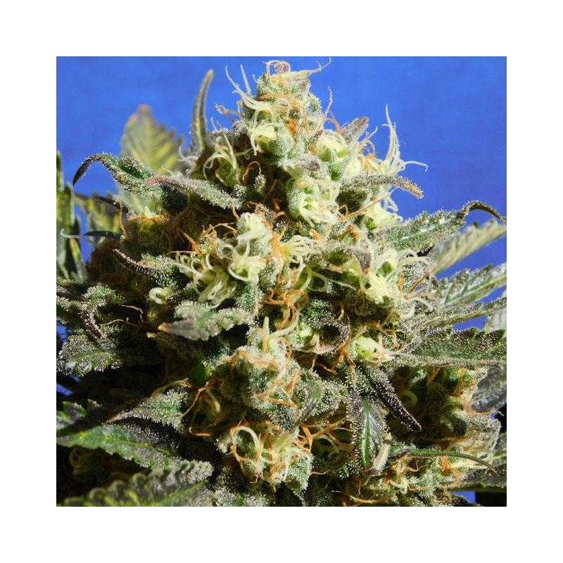 Cherry Alien Auto Cherry Alien Auto