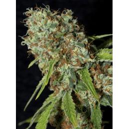 Jamaican Dream CBD EVA SEEDS