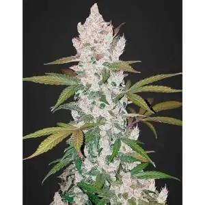 Girl Scout Cookies Auto FAST BUDS