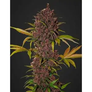 LSD-25 AUTO FAST BUDS