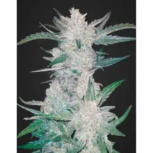 MEXICAN AIRLINES AUTO FAST BUDS