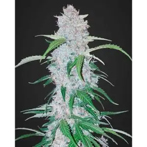 Six Shooter Auto FAST BUDS