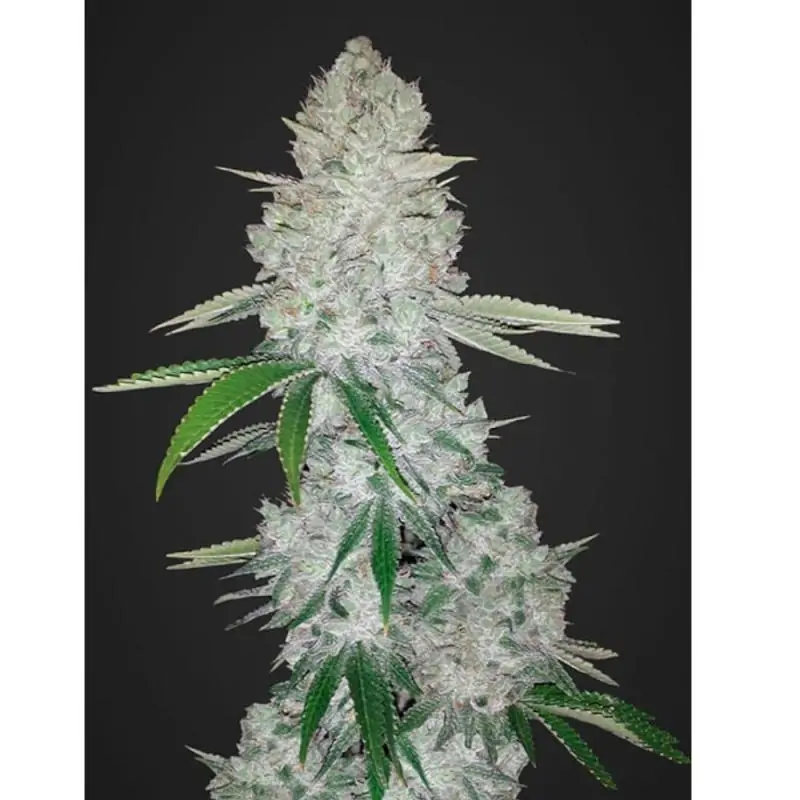 GORILLA GLUE AUTO FAST BUDS