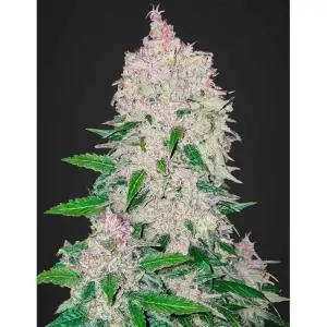 STARDAWG AUTO FAST BUDS