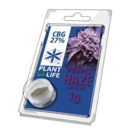 Solid 27% CBG Purple Haze 1 gr. Plant of Life