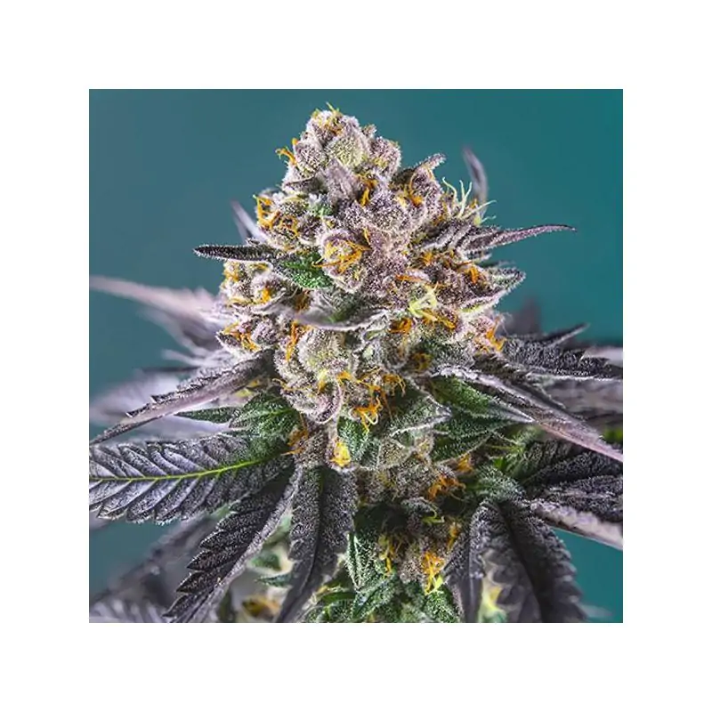 Auto Red Strawberry Banana