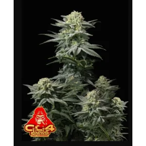 GG4 Sherbet FV