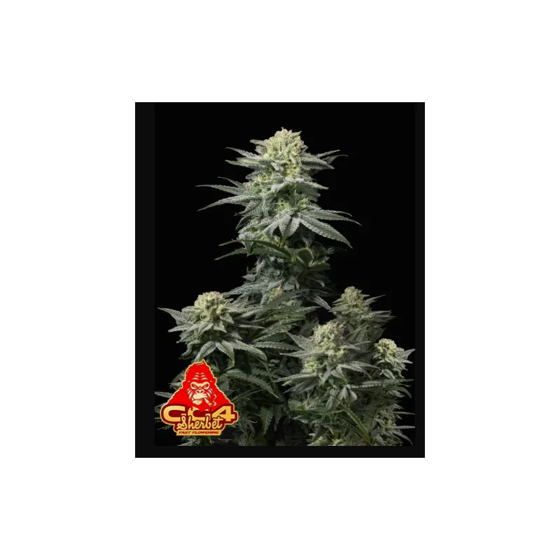 GG4 Sherbet FV