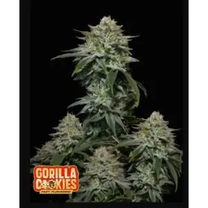 Gorilla Cookies Fast buds