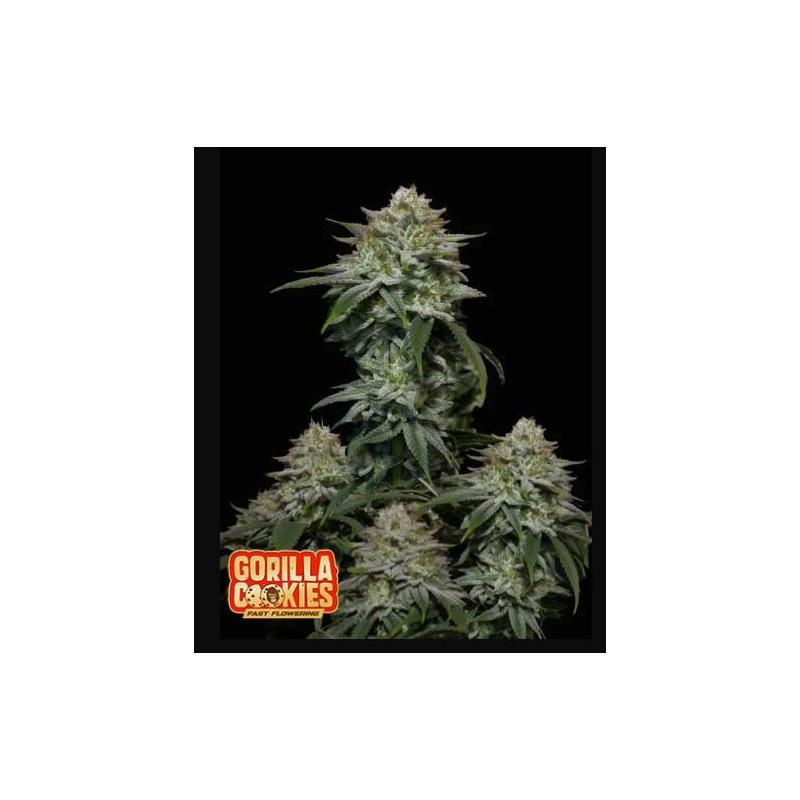 Gorilla Cookies Fast buds Gorilla Cookies Fast buds