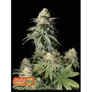 Orange Sherbet FF