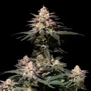 Purple Lemonade FF