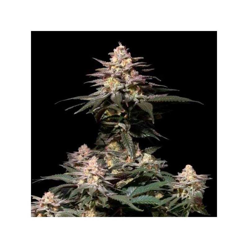 Purple Lemonade FF Purple Lemonade FF