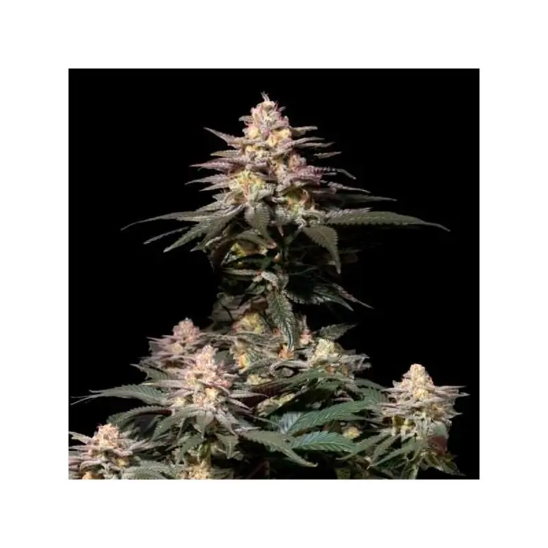 Purple Lemonade FF