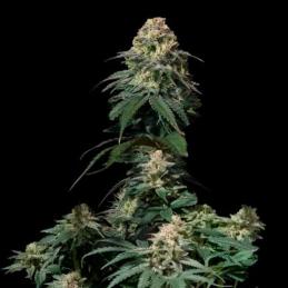 Tropicana Cookies Fast Flowering