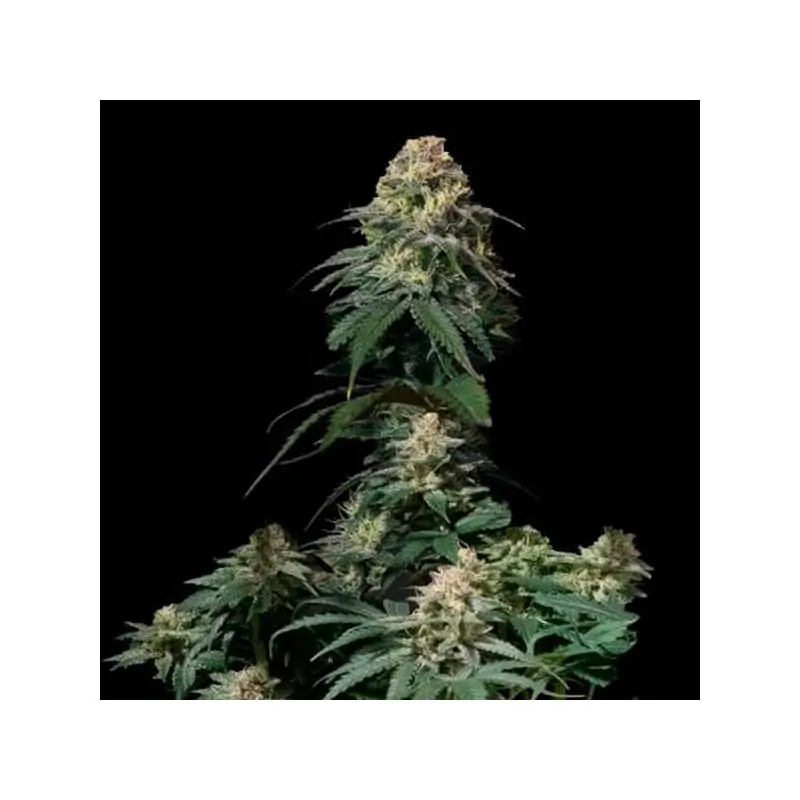 Tropicana Cookies Fast Flowering