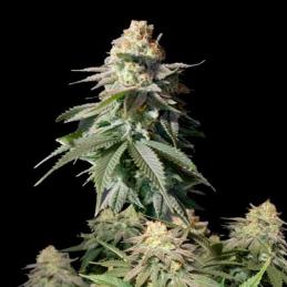 Orange Sherbet FV