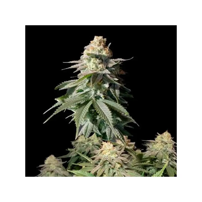 Orange Sherbet FV