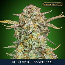 Auto Bruce Banner XXL