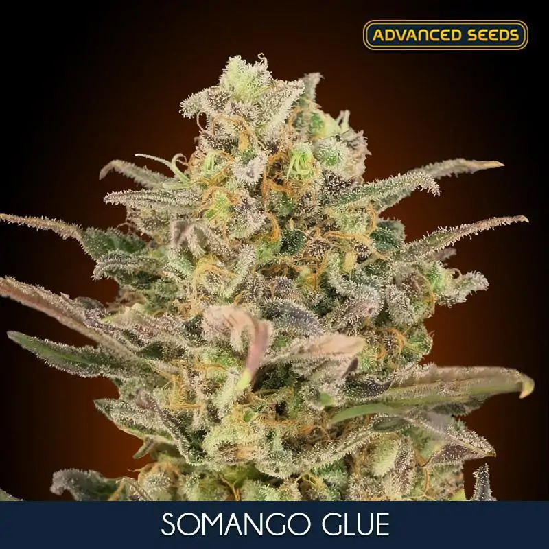 Somango Glue