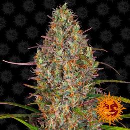 Auto Glue Gelato