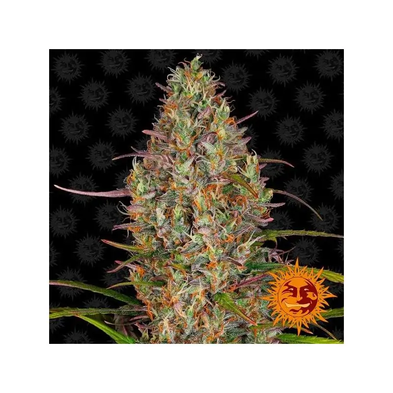 Auto Glue Gelato