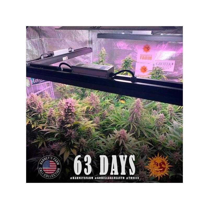 Auto Gorilla Glue Auto Gorilla Glue