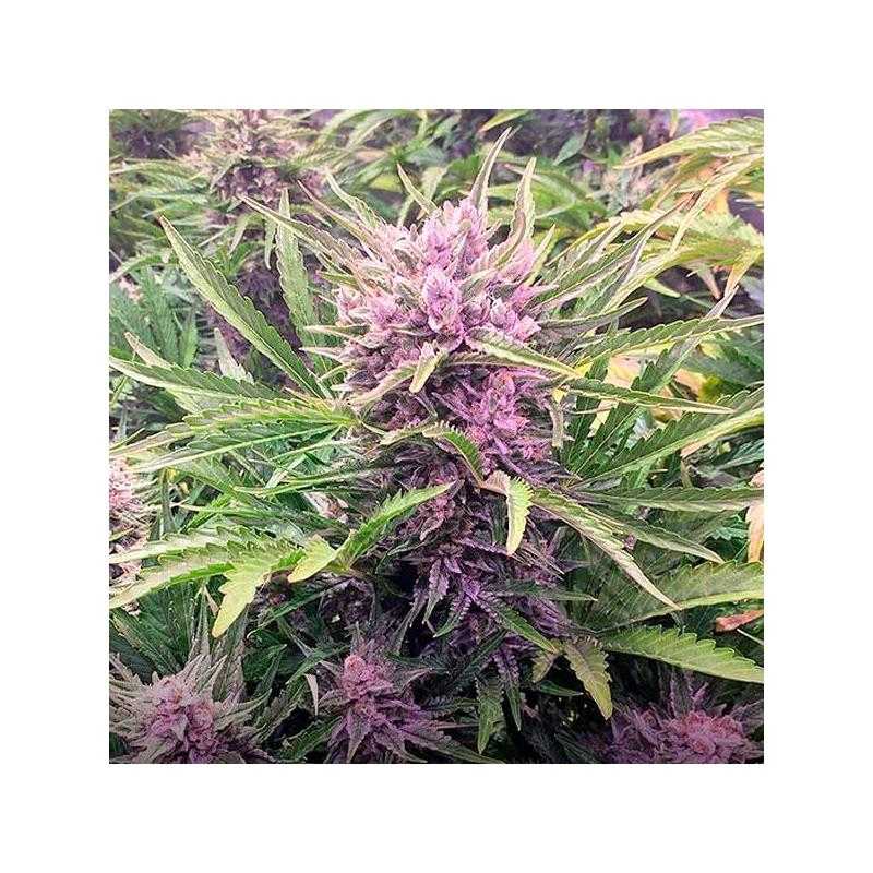 Auto Gorilla Zkittlez Auto Gorilla Zkittlez