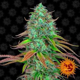 Auto LSD