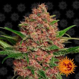 Auto Purple Punch