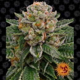 Auto Skywalker OG