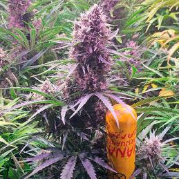 Auto Wedding Cake