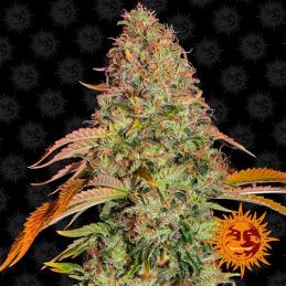 Auto Zkittlez OG