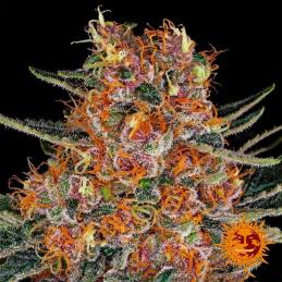 Purple Punch