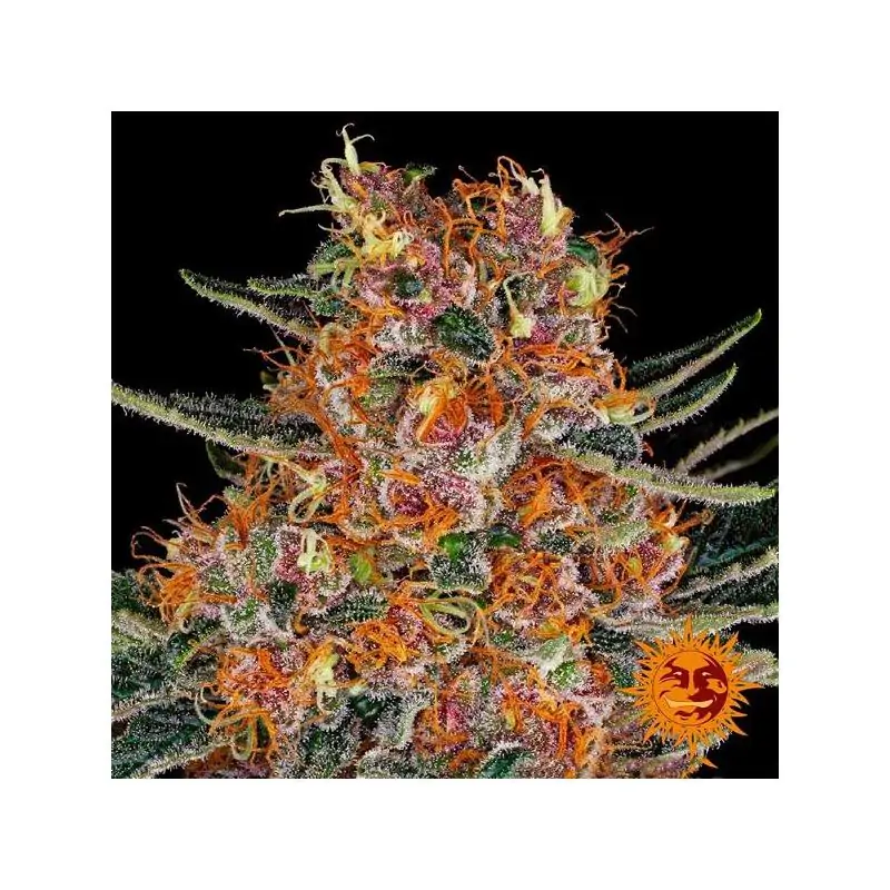 Purple Punch