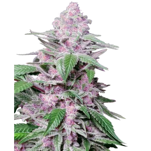 Purple Cookie Kush